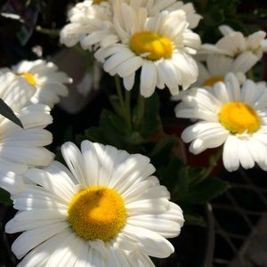 Meet your Posher, Michele